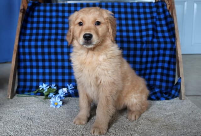Chucky Golden Retriever image