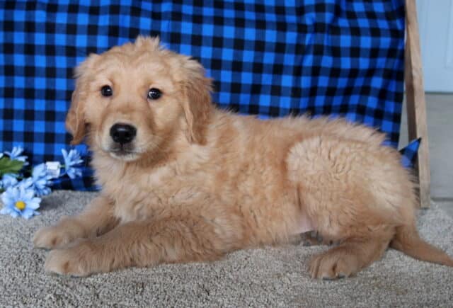 Chucky Golden Retriever2 image