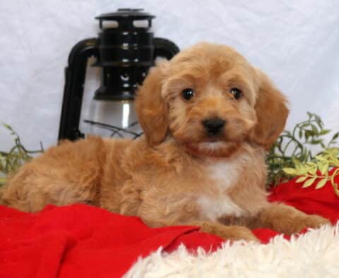 Cindy Lou Mini Goldendoodle