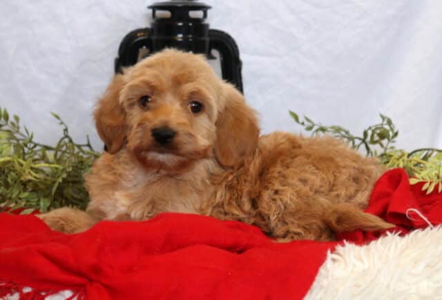 Cindy Lou Mini Goldendoodle2 image