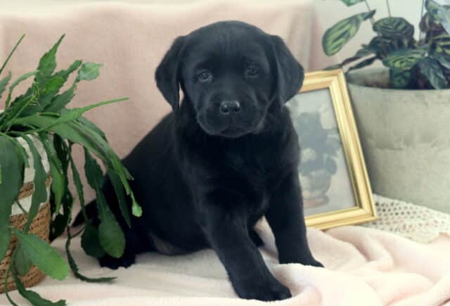 Black Labrador Retriever puppy sitting on a soft cream blanket between two leafy houseplants with a gold-framed floral picture in the background — adorable Lab puppy with floppy ears, dark soulful eyes, and a shiny black coat, looking calm, curious, and well-socialized. image