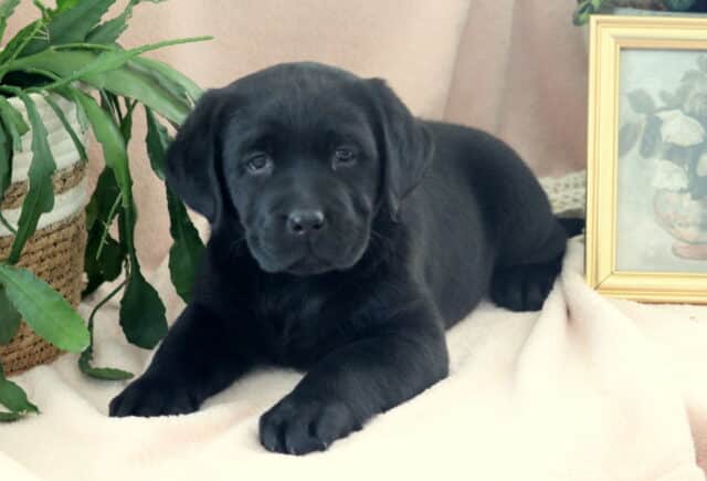 Black Labrador Retriever puppy lying on a soft cream blanket beside a green potted plant and a gold-framed floral picture — sweet Lab puppy with a smooth, shiny black coat, floppy ears, and gentle eyes, looking calm, affectionate, and well-socialized. image