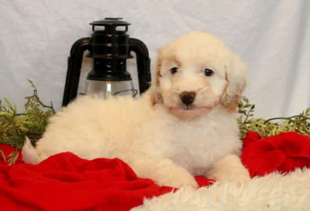 Cinnamon Mini Goldendoodle image