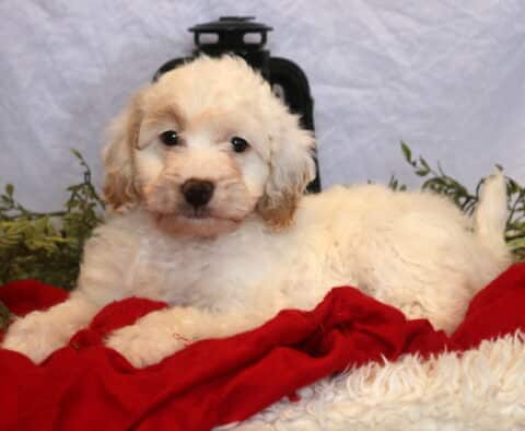 Cinnamon Mini Goldendoodle2