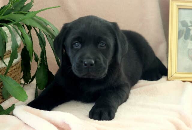 Adorable black Labrador Retriever puppy lying on a soft cream blanket with floppy ears and soulful dark eyes, posed indoors beside a green potted plant and gold framed artwork — sweet, well-socialized Lab puppy with a calm and affectionate expression. image