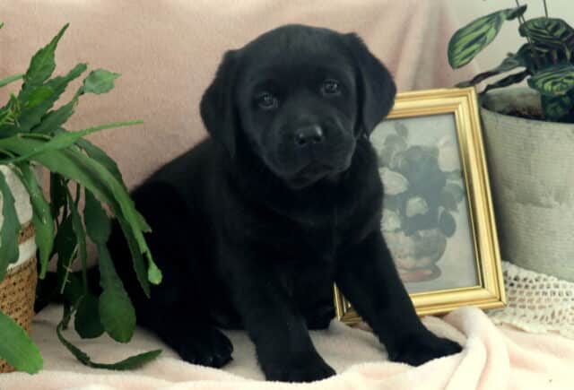 Black Labrador Retriever puppy sitting on a soft cream blanket with floppy ears and gentle dark eyes, posed indoors between two green houseplants and a gold framed floral picture — sweet, well-socialized Lab puppy with a calm and loving expression. image
