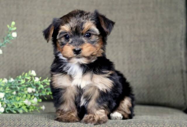 Adorable Yorkshire Terrier (Yorkie) puppy with a fluffy black and tan coat sitting upright on a green upholstered couch. The puppy has tan markings on the face and legs, a small white patch on the chest, and shiny dark eyes. A small decorative sprig of white flowers and green leaves sits beside the puppy, creating a soft, cozy indoor portrait setting. image