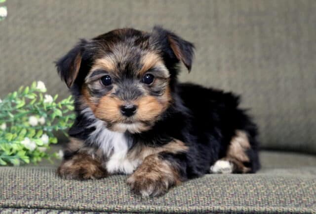 Sweet Yorkshire Terrier (Yorkie) puppy lying down on a green textured couch. The puppy has a fluffy black and tan coat with tan eyebrows and cheeks, a small white patch on the chest, and soft, round dark eyes looking directly at the camera. A small decorative sprig of white flowers and greenery sits beside the puppy, creating a warm and cozy indoor setting. image