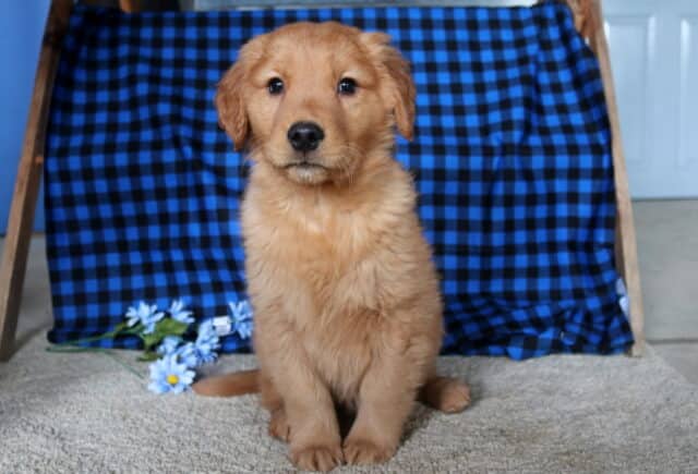 Clyde Golden Retriever image