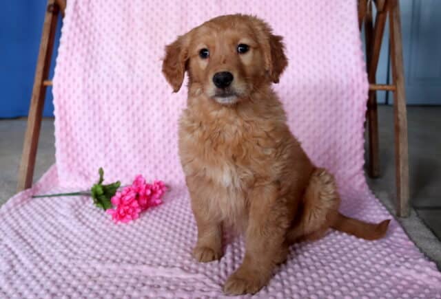 Coco Golden Retriever image