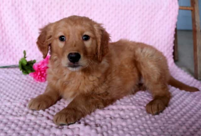Coco Golden Retriever2 image