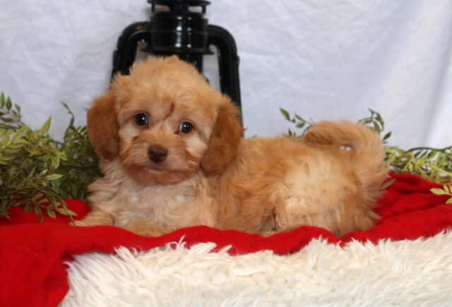 Coco Mini Goldendoodle image