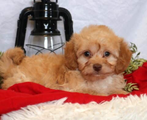 Coco Mini Goldendoodle2
