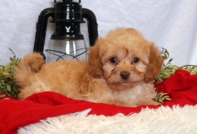Coco Mini Goldendoodle2 image