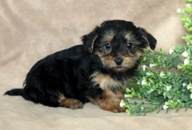 Black and tan Yorkiepoo puppy sitting on a soft beige blanket, fluffy wavy coat with tan paws and eyebrows, posed beside a green leafy branch with small white flowers, looking sweetly toward the camera. image