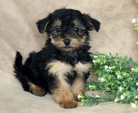 Black and tan Yorkiepoo puppy sitting upright on a soft beige backdrop, fluffy wavy coat with tan legs and a lighter chest, tail slightly raised, posed beside a green leafy branch with small white flowers, looking directly at the camera.