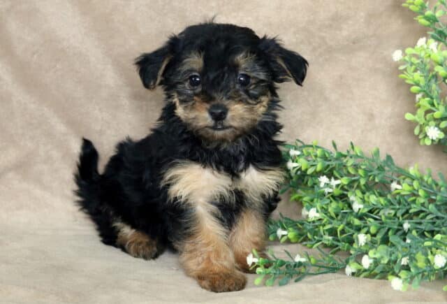 Black and tan Yorkiepoo puppy sitting upright on a soft beige backdrop, fluffy wavy coat with tan legs and a lighter chest, tail slightly raised, posed beside a green leafy branch with small white flowers, looking directly at the camera. image