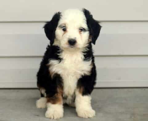Coda Mini Bernedoodle