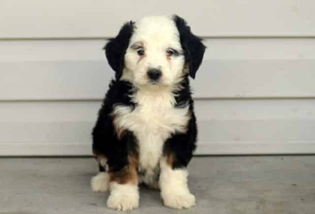 Mini Bernedoodle puppy sitting on a concrete surface in front of light gray siding, showcasing a fluffy tri-color coat with a mostly white face, black ears, soft white chest, and warm rust accents on the legs — a sweet, curly-coated companion with a gentle expression and family-friendly temperament. image