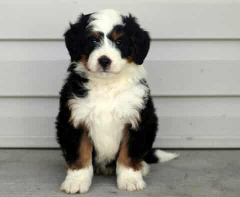 Colby Mini Bernedoodle