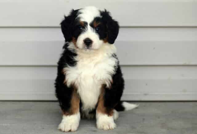 Mini Bernedoodle puppy sitting on a concrete surface against light gray siding, showcasing a soft tri-color coat with a wide white blaze, fluffy white chest, black body, and warm rust markings on the cheeks and legs — a cuddly, curly-coated companion known for its affectionate nature and family-friendly personality. image