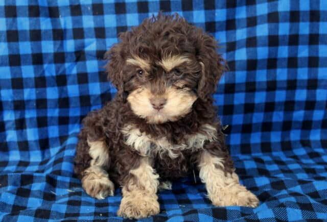 Chocolate and tan Poodle mix puppy sitting on a blue and black plaid blanket, featuring a soft curly coat, light tan eyebrows and paws, and an adorable, gentle expression — family raised and well socialized. image