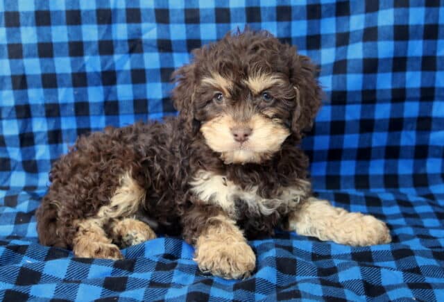 Chocolate and cream Poodle mix puppy lying on a blue and black plaid blanket, featuring a fluffy curly coat, tan eyebrows and paws, and bright, expressive eyes — a sweet, family-raised puppy with a well-socialized personality. image