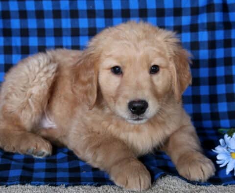 Comet Golden Retriever