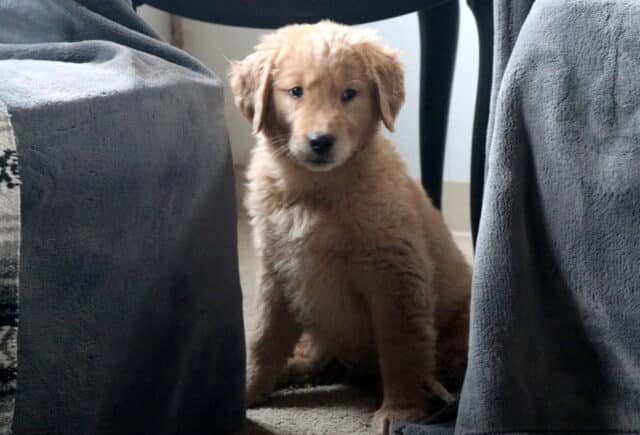 Comet Golden Retriever2 image