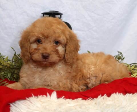 Comet Mini Goldendoodle