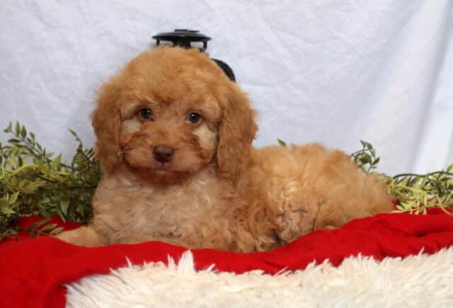 Comet Mini Goldendoodle image