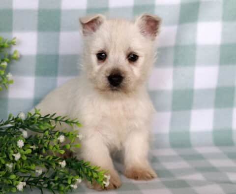 Comet Westie