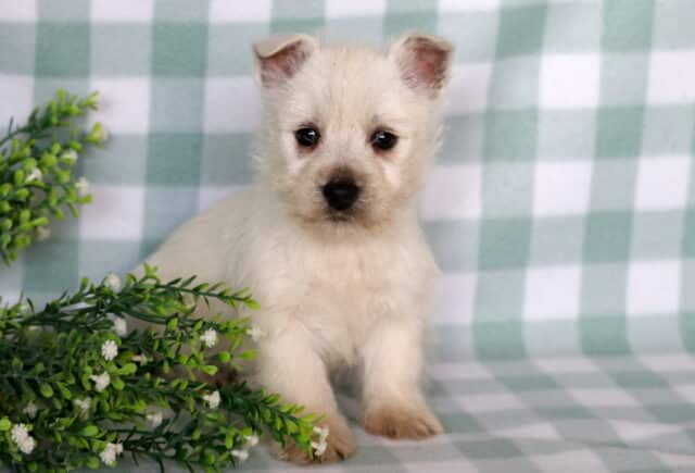 Comet Westie image