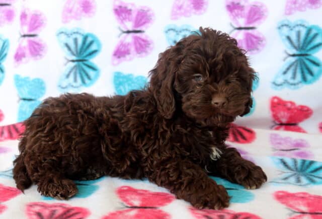 Chocolate brown Poodle mix puppy lying on a colorful butterfly fleece blanket, showcasing a soft curly coat, floppy ears, and a sweet expression — well socialized and family raised. image