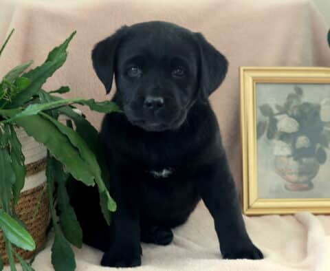 Black Labrador Retriever puppy sitting upright on a soft cream blanket, framed by a green houseplant and a gold picture frame with floral artwork — adorable Lab puppy with floppy ears, soulful eyes, and a small white chest patch, looking calm and well-socialized.