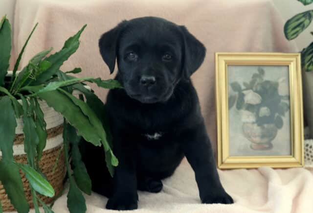 Black Labrador Retriever puppy sitting upright on a soft cream blanket, framed by a green houseplant and a gold picture frame with floral artwork — adorable Lab puppy with floppy ears, soulful eyes, and a small white chest patch, looking calm and well-socialized. image