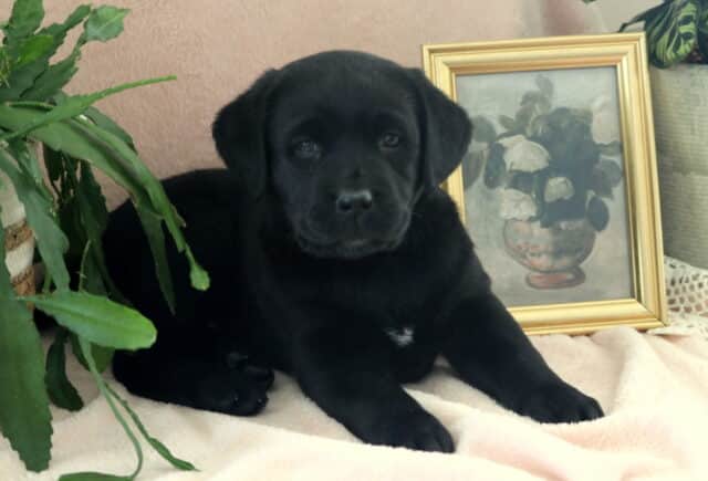 Black Labrador Retriever puppy lying on a soft cream blanket beside a leafy green plant and a gold-framed floral picture — sweet Lab puppy with floppy ears, gentle eyes, and a small white chest marking, looking calm, healthy, and well-socialized. image