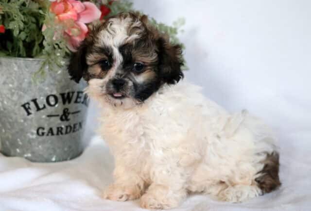 Cookie Shihpoo2 image