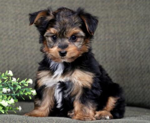 Cooper Yorkie