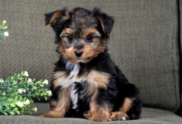 Cooper Yorkie image