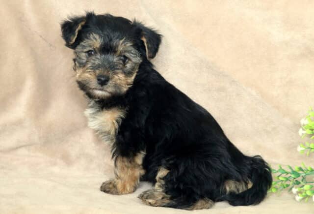Black and tan Yorkiepoo puppy sitting sideways on a soft beige backdrop, fluffy slightly wavy coat with tan and silver accents on the face and legs, posed beside a small green leafy plant, looking calmly toward the camera. image