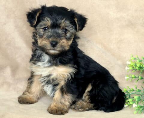 Black and tan Yorkiepoo puppy sitting upright on a soft beige backdrop, fluffy wavy coat with tan paws and a light patch on the chest, posed beside a small green leafy plant with tiny white flowers, looking attentively at the camera.