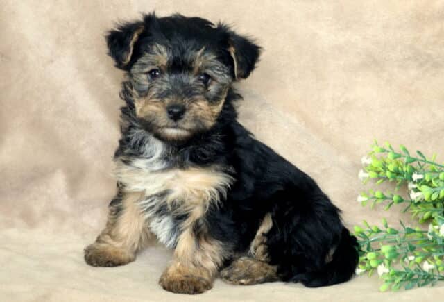 Black and tan Yorkiepoo puppy sitting upright on a soft beige backdrop, fluffy wavy coat with tan paws and a light patch on the chest, posed beside a small green leafy plant with tiny white flowers, looking attentively at the camera. image