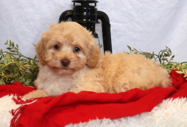 Cubby Mini Goldendoodle image