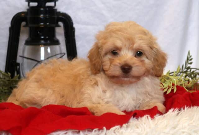 Cubby Mini Goldendoodle2 image