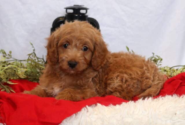 Cuddles Mini Goldendoodle image