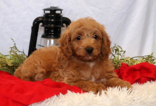 Cuddles Mini Goldendoodle2 image