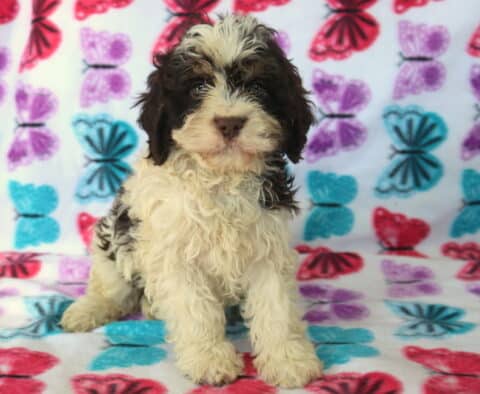 Brown and white Poodle mix puppy sitting on colorful butterfly blanket, featuring a soft curly hypoallergenic coat, fluffy cream legs, and sweet expressive eyes — family raised and well socialized.