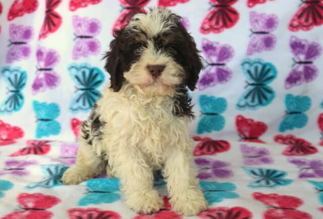 Brown and white Poodle mix puppy sitting on colorful butterfly blanket, featuring a soft curly hypoallergenic coat, fluffy cream legs, and sweet expressive eyes — family raised and well socialized. image