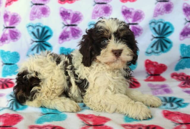 Tri-color Poodle mix puppy lying on a colorful butterfly blanket, featuring a soft curly coat in chocolate brown, cream, and white, floppy ears, and bright curious eyes — family raised and well socialized. image